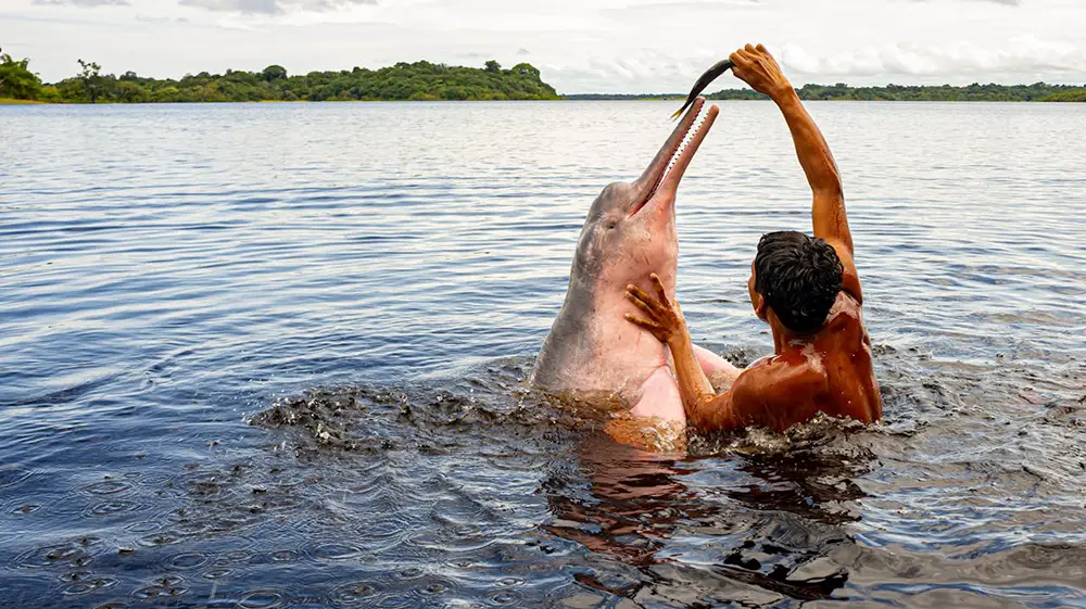 Homme dans l'Amazonie avec des dauphins roses