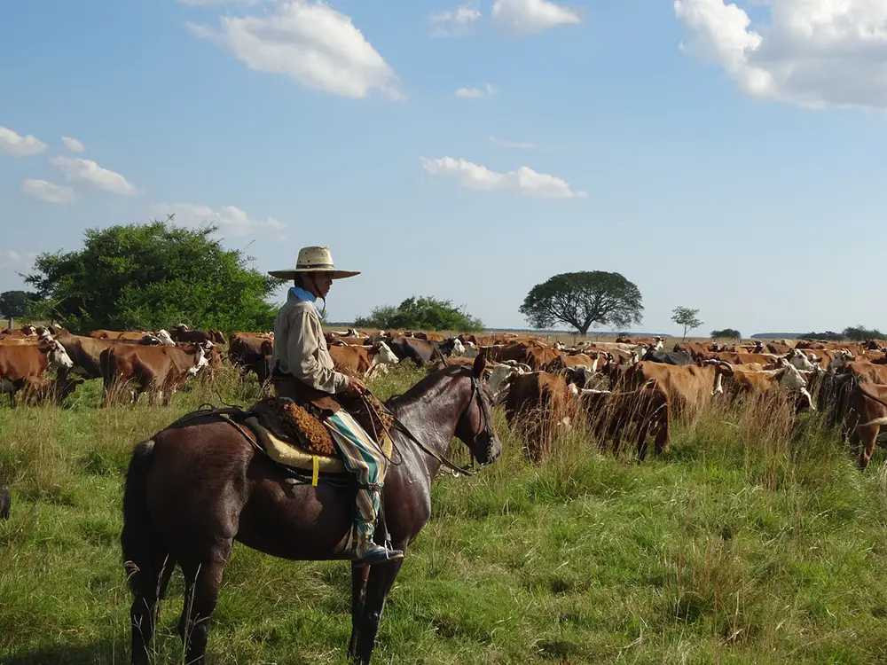 Vivre comme un gaucho dans les estancias reculées de Patagonie