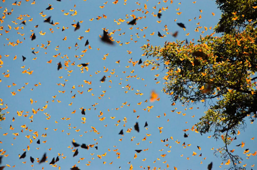 migration des papillons monarques au Mexique