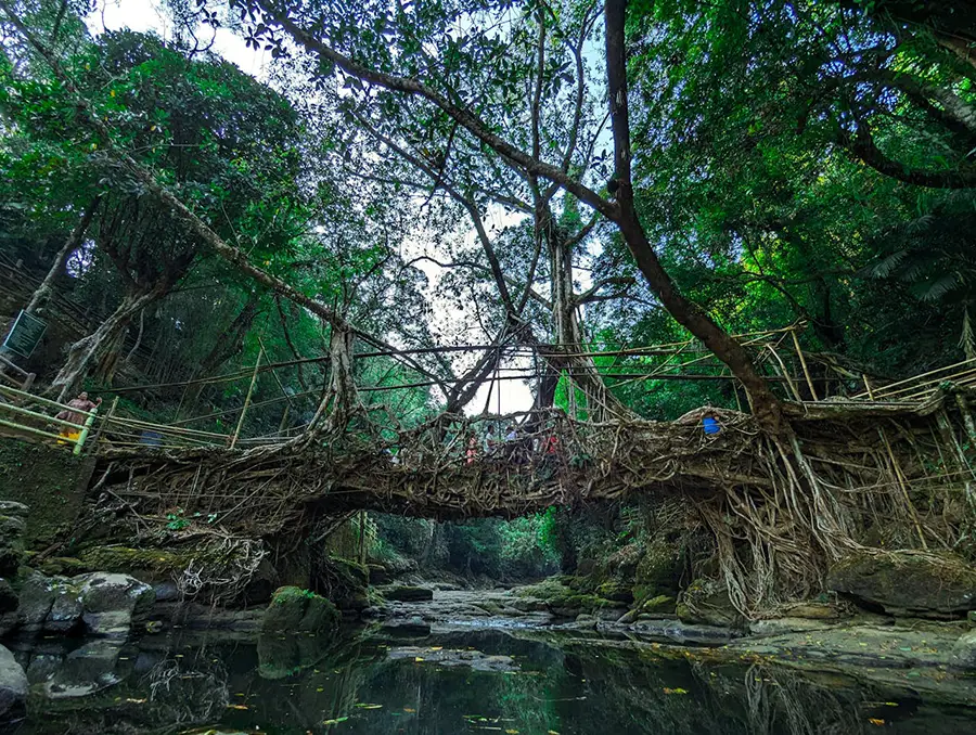 pont vivant de Mawlynnong, fait de racines aériennes d'arbres ( figuiers )