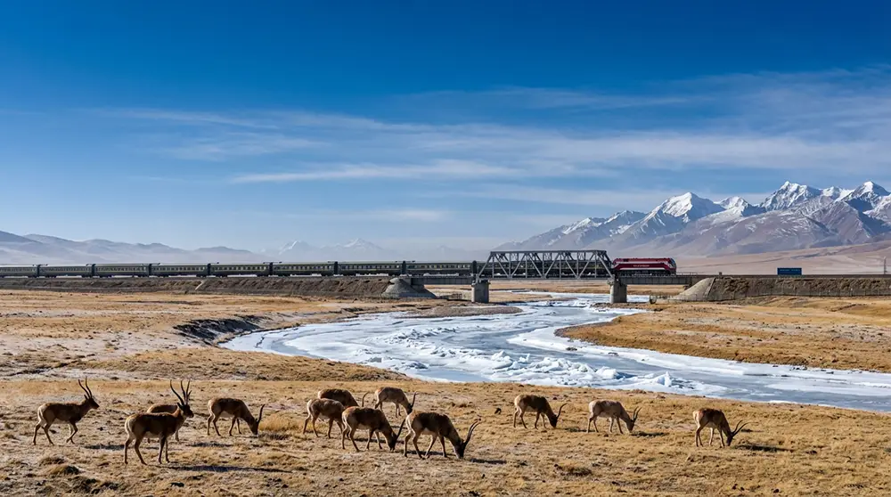 Le Lhassa Express franchissant le col de Tanggula à 5 072 mètres d'altitude avec des antilopes tibétaines au premier plan