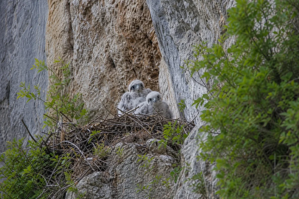 Nidification et période sensible pour la faune sauvage au printemps en France Nid d'oiseau rapace dans une falaise au printemps avec poussins, période de sensibilité maximale au dérangement