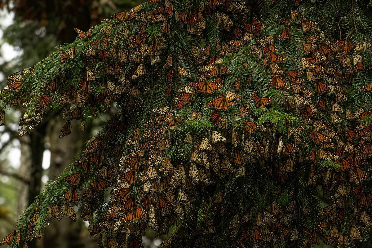 Migration des papillons monarques au Mexique Des milliers de papillons monarques orange couvrant les branches d'un sapin dans une forêt mexicaine